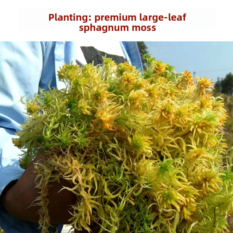 طحلب السفاغنوم المجفف من الدرج - مراجعة Preserved Moss Sheet وسعره